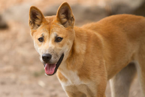 Giá chó Dingo tại Việt Nam.