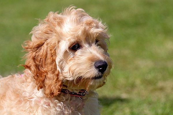 Đặc điểm ngoại hình và tính cách nổi bật nhất về chó Cavalier King Charles lai Chó Bichon