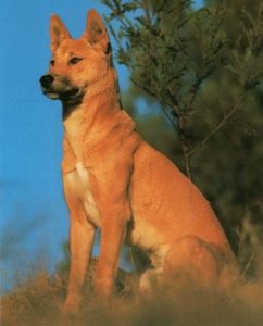 Chó Dingo Đông Dương mua ở đâu uy tín?