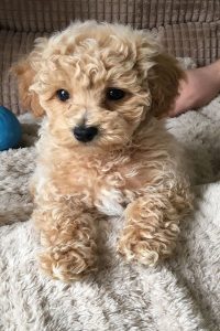 Chó Toy Poodle lông xoắn siêu cute