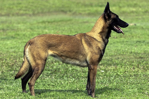 Nguồn gốc, lịch sử của giống chó Malinois