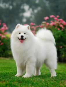 Chó Samoyed