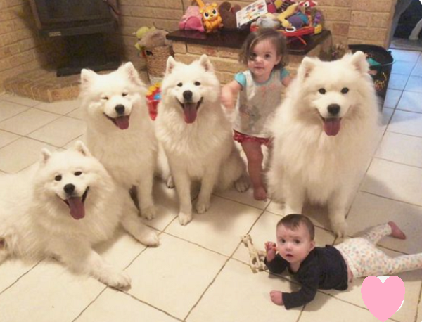 Samoyed thân thiện với trẻ con