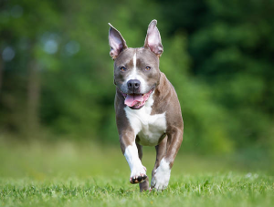 Pitbull - một giống chó săn nổi tiếng