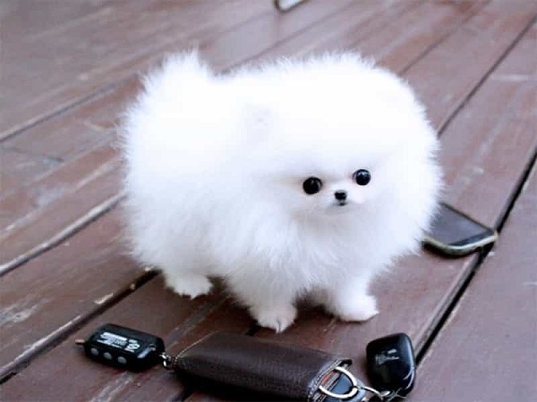 Dòng chó Teacup Pomeranian với bộ lông trắng muốt