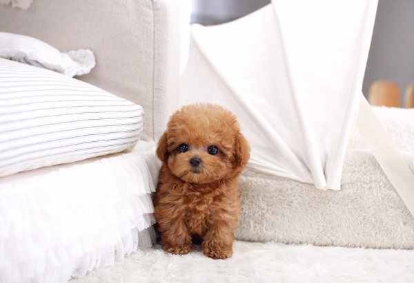 Bé cún Teacup Poodle có khuôn mặt rất cute