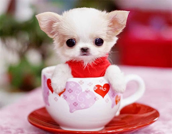 Teacup Chihuahua có thân hình bé nằm gọn trong một chiếc ly