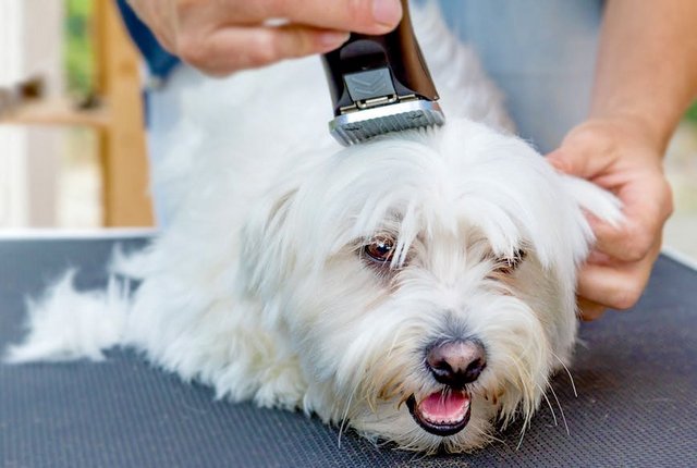 Lưu ý trong quá trình cắt tỉa lông cho chó.