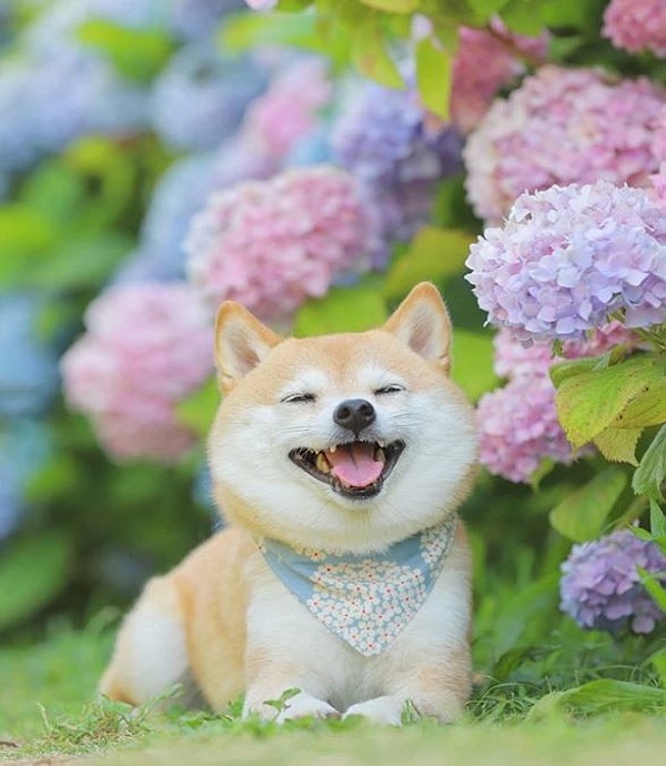 Tải xuống APK Cute Shiba Inu dog theme cho Android