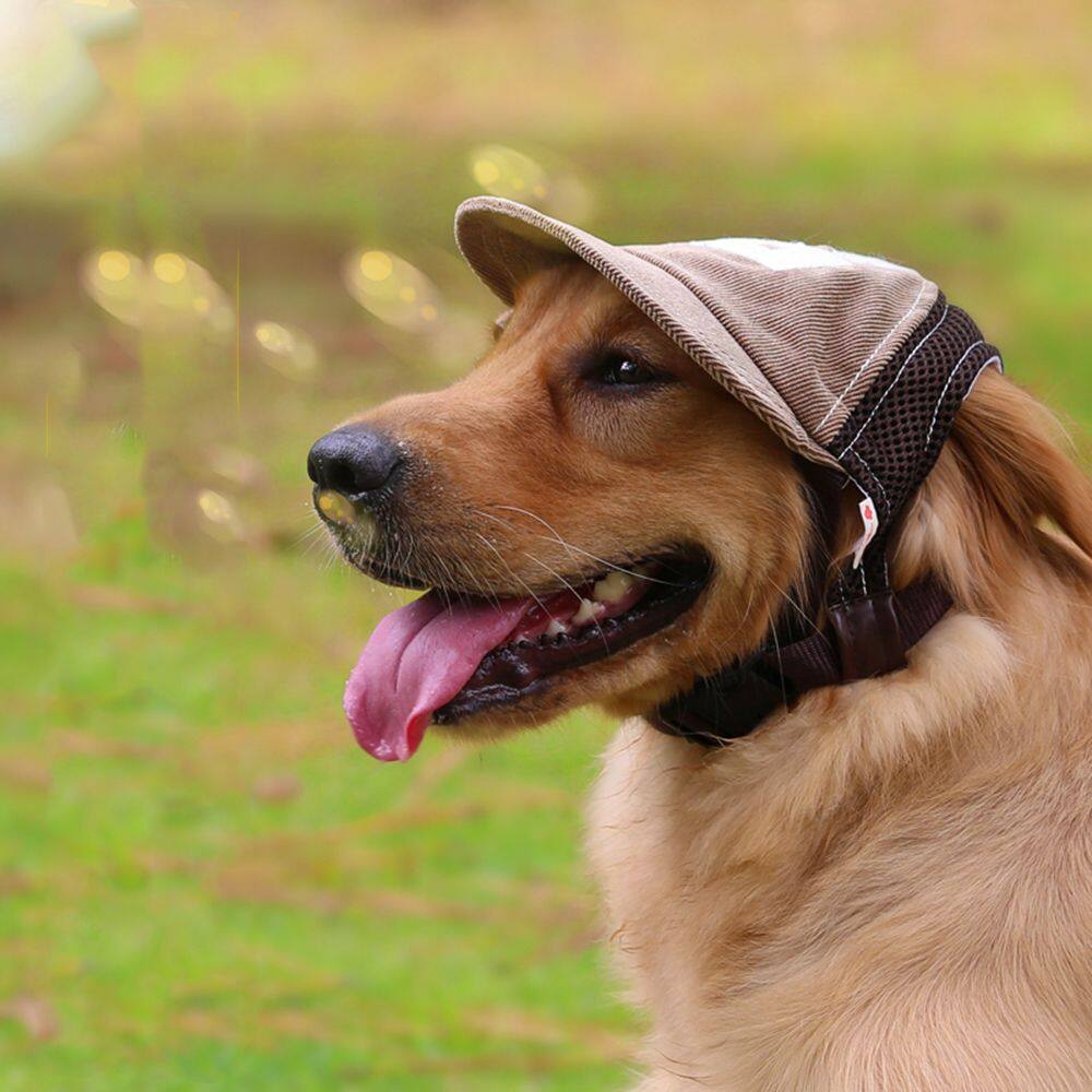 Mũ nón cho chó lưu ý