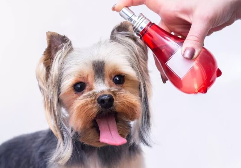 Nước hoa cho chó mùi thơm