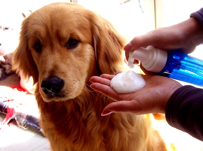 Sữa tắm cho chó thơm nhẹ an toàn
