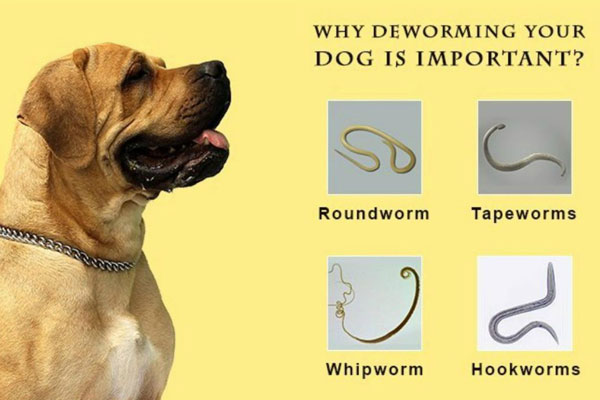 Tại sao cần phải tẩy thuốc giun cho chó?