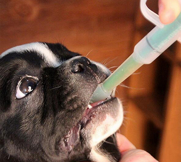Cho chó uống thuốc dạng lỏng bằng kim tiêm.