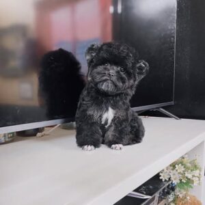 Gấu Bông Poodle Đen "Khó Ở" và Chiếc Yếm Trắng Kiêu Hãnh [ID 6030]