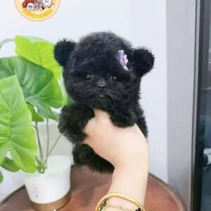 Công Chúa Poodle Đen Gấu Bông Tai Tròn và Chiếc Nơ Điệu Đà [ID 6026]
