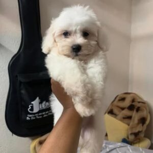 Ngôi Sao Poodle Trắng Lông Xù và Giai Điệu Ngọt Ngào [ID 2030]