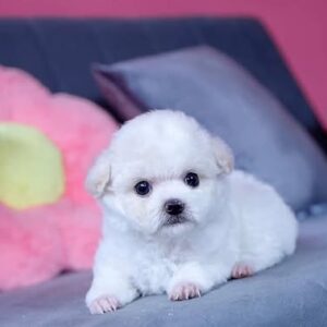 Poodle Trắng Viên Ngọc Trai Ngây Thơ [ID 2019]