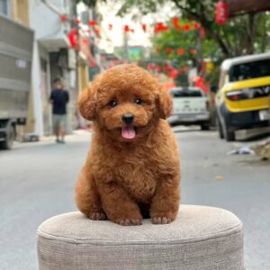 Hoàng Tử Poodle Nâu Đỏ - Nụ Cười Tỏa Nắng [ID 1023]