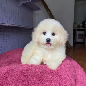 Poodle Trắng Viên Kẹo Kem Ngọt Ngào Trên Nệm Hồng [ID 2021]