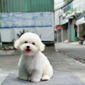 Thiên Thần Poodle Trắng - Cục Bông Gòn Biết Cười [ID 2005]