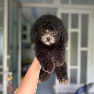Hoàng Tử Poodle Nâu Đỏ Đậm - Cục Bông Gòn Huyền Bí [ID 1029]