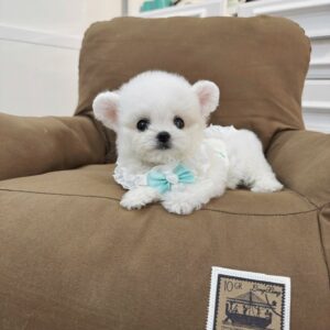 Chàng Poodle Trắng Gấu Bông Tai Tròn Với Nơ Xanh Dịu Dàng [ID 2025]