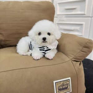 Chàng Poodle Trắng Thủy Thủ Tí Hon Sành Điệu [ID 2024]