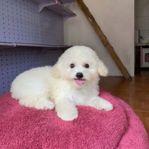 Poodle Trắng Cục Bông Vui Vẻ Trên Nệm Hồng [ID 2017]