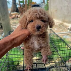 Hoàng Tử Poodle Nâu Đỏ - Cái Nháy Mắt "Gây Thương Nhớ" [ID 1028]