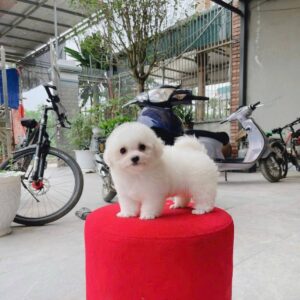 Poodle Trắng Bạch Mã Hoàng Tử Trên Bục Đỏ [ID 2023]