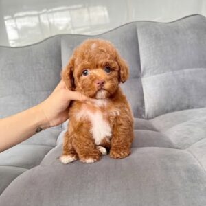 Hoàng Tử Poodle Nâu Đỏ Yếm Trắng - Nét Duyên Hiếm Có [ID 1015]