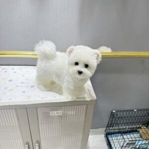 Hoàng Tử Poodle Trắng Giống Gấu Trúc Với Đôi Tai Tròn Vo [ID 2028]