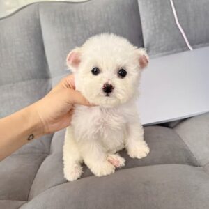 Thiên Thần Poodle Trắng Sofa Xám - Đôi Mắt Tròn Xoe Đốn Tim [ID 2013]