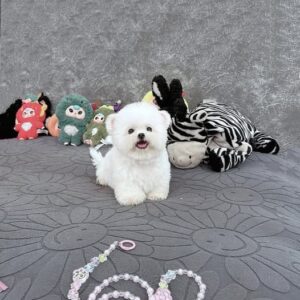Hoàng Tử Poodle Trắng Vui Vẻ Giữa Bầy Thú Bông [ID 2015]
