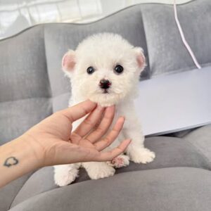 Poodle Trắng Thiên Thần Tí Hon - Vừa Vặn Trong Lòng Bàn Tay [ID 2018]