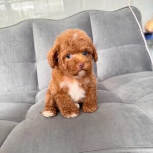 Hoàng Tử Poodle Nâu Đỏ Yếm Trắng - Dấu Ấn Độc Đáo [ID 1017]