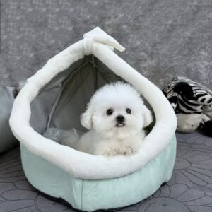 Thiên Thần Poodle Trắng Nhỏ Trong Chiếc Tổ Êm Ái [ID 2026]