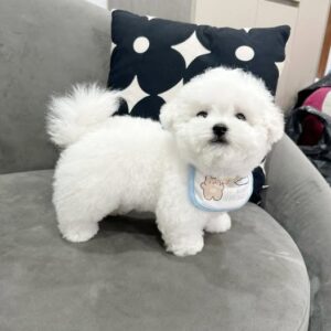 Soái Ca Poodle Trắng Yếm Xinh - Tự Tin Khoe Dáng [ID 2014]