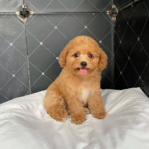 Công Chúa Poodle Nâu Đỏ Yếm Trắng - Nắng Mai Tinh Nghịch [ID 1018]