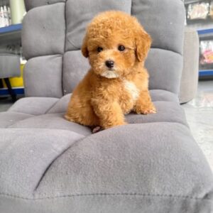 Hoàng Tử Poodle Nâu Đỏ Đẹp Yếm Trắng - Cục Bông Ngọt Ngào [ID 1022]