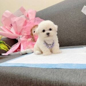 Poodle Trắng Tiểu Thư Kiêu Kỳ Với Vòng Cổ Lấp Lánh [ID 2022]