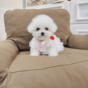 Tiểu Thư Poodle Trắng Váy Ren Với Trái Tim Đỏ [ID 2027]