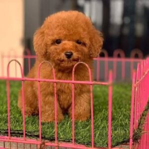 Hoàng Tử Poodle Nâu Đỏ - Gấu Bông Với Đôi Mắt Biết Nói [ID 1025]