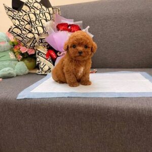 Hoàng Tử Poodle Nâu Đỏ - Món Quà Của Tình Yêu [ID 1020]