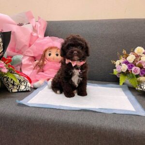 Công Chúa Poodle Nâu Đỏ - Tiểu Thư Sang Chảnh [ID 1021]