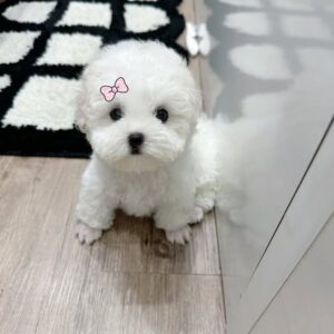 Tiểu Thư Poodle Trắng Bông Tuyết - Chiếc Nơ Hồng Đáng Yêu [ID 2010]