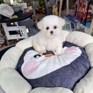 Hoàng Tử Poodle Chim Cánh Cụt Trắng - Vị Vua Của Chiếc Nệm Êm Ái [ID 2012]
