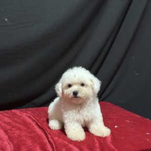 Poodle Trắng Ngôi Sao Nhí Trên Thảm Nhung Đỏ [ID 2020]