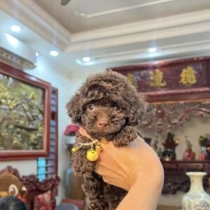 Công Chúa Poodle Chocolate Nâu Đỏ - Viên Socola Biết Đi [ID 1024]